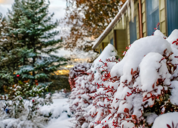 How to Overwinter Your Plants