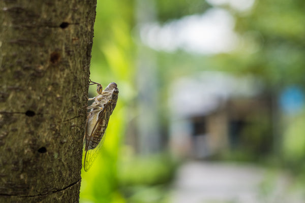 Brood X: Will Cicadas Harm My Landscape?