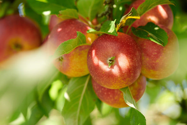 Apple Trees: Everything You Ever Wanted to Know