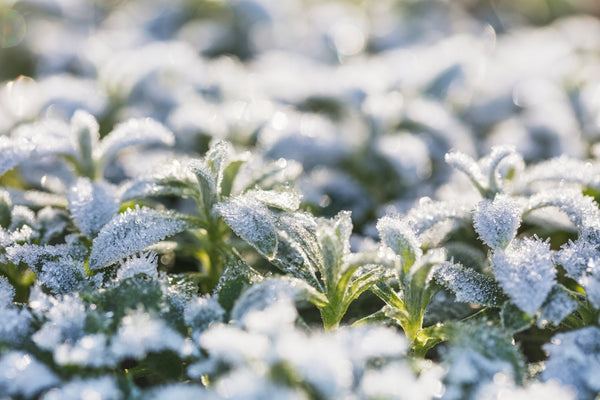 Winter Garden Maintenance: What Should You Be Doing Right Now?