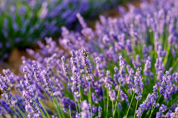 Plant Showdown: Russian Sage vs. Lavender