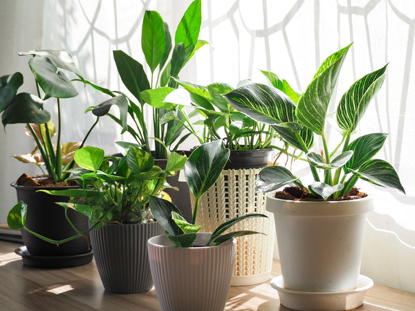 General Care for House Plants