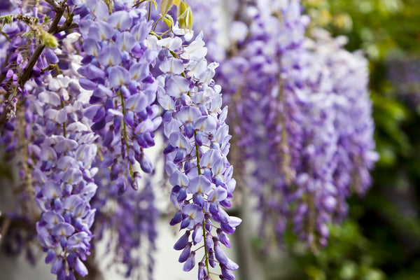 Wisteria: How to Plant and Care for Wisteria Vines