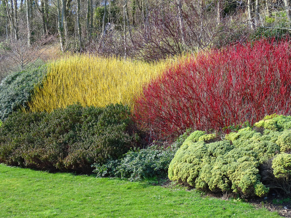 Ask a Master Gardener: Adding Color to Your January Garden