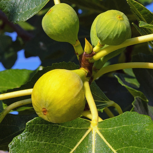 Italian Honey Fig Tree