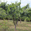 Italian Plum Tree