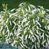 Proven Winners® Little Henry® Sweetspire Shrub