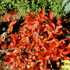Proven Winners® Little Henry® Sweetspire Shrub
