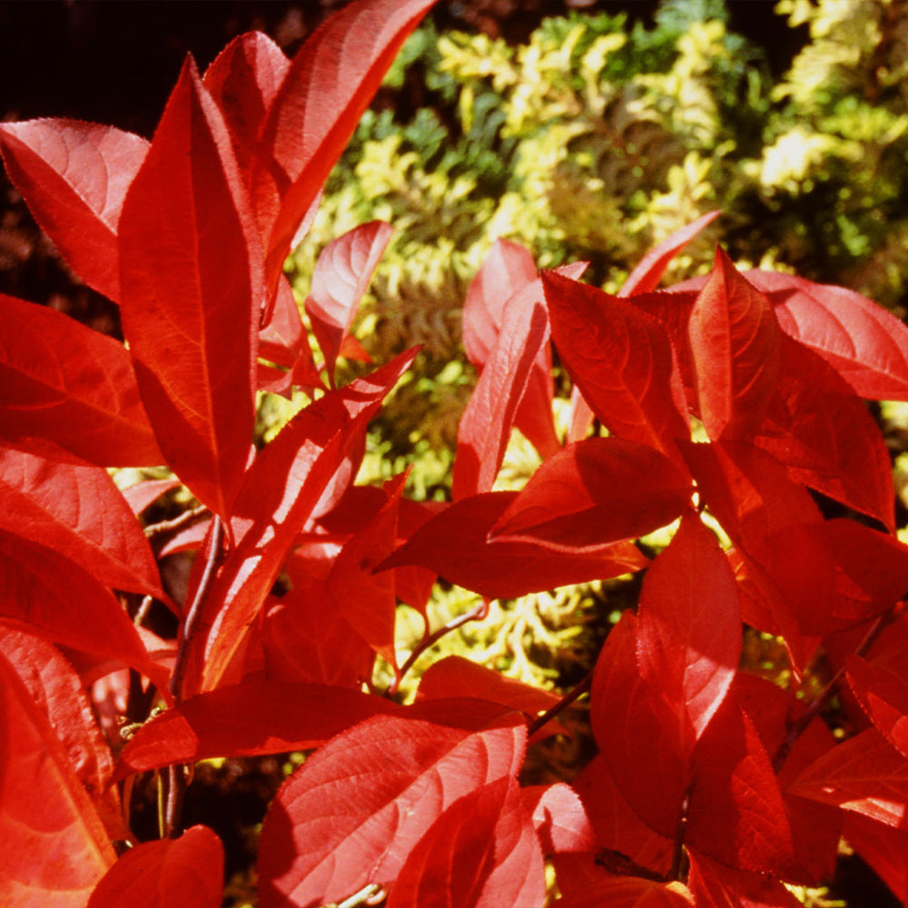Proven Winners® Little Henry® Sweetspire Shrub