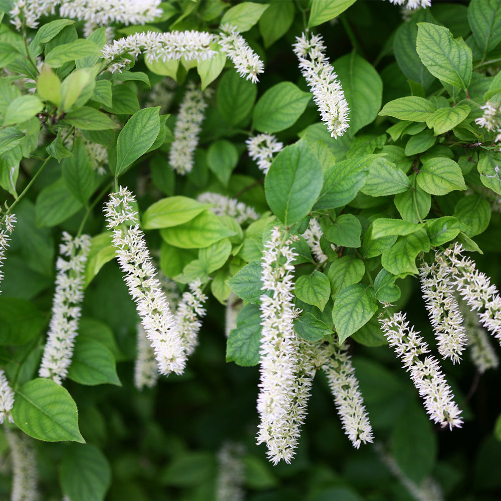 Proven Winners® Little Henry® Sweetspire Shrub