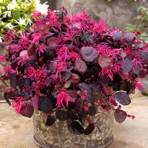 Jazz Hands® Bold Loropetalum