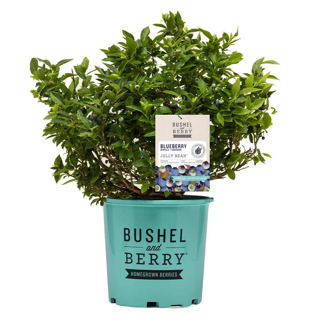 Bushel and Berry® Jelly Bean® Blueberry Bush