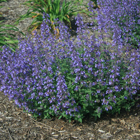 Better Versions® Junior Walker™ Nepeta Plant