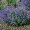 Better Versions® Junior Walker™ Nepeta Plant