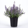 Better Versions® Junior Walker™ Nepeta Plant