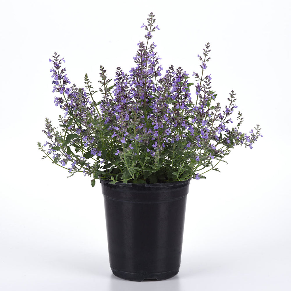 Better Versions® Junior Walker™ Nepeta Plant