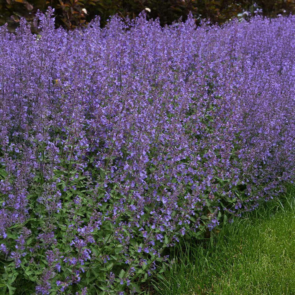 Better Versions® Junior Walker™ Nepeta Plant
