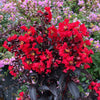 Proven Winners Center Stage® Red Crape Myrtle