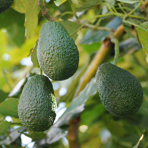 Lamb Hass Avocado Tree