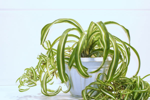 Spider Plant: Growing & Care Guide