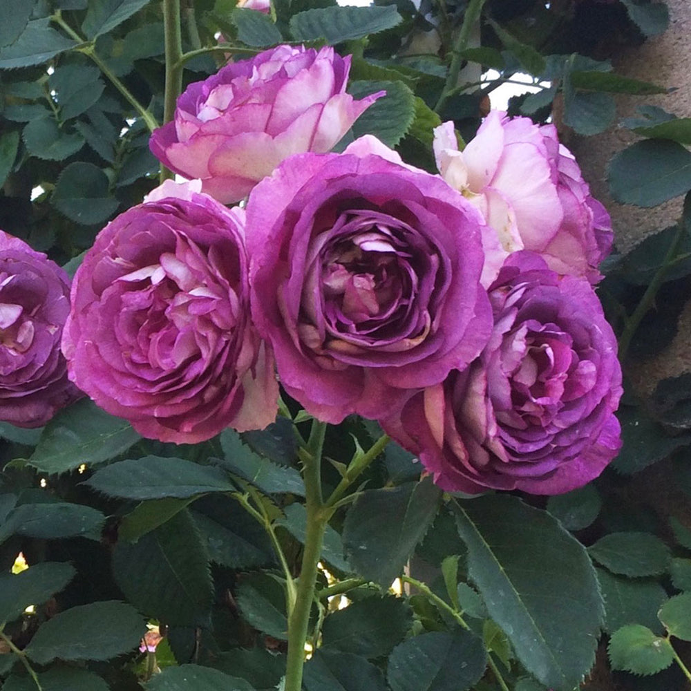 Lavender Crush Climbing Rose