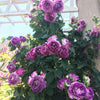 Lavender Crush Climbing Rose