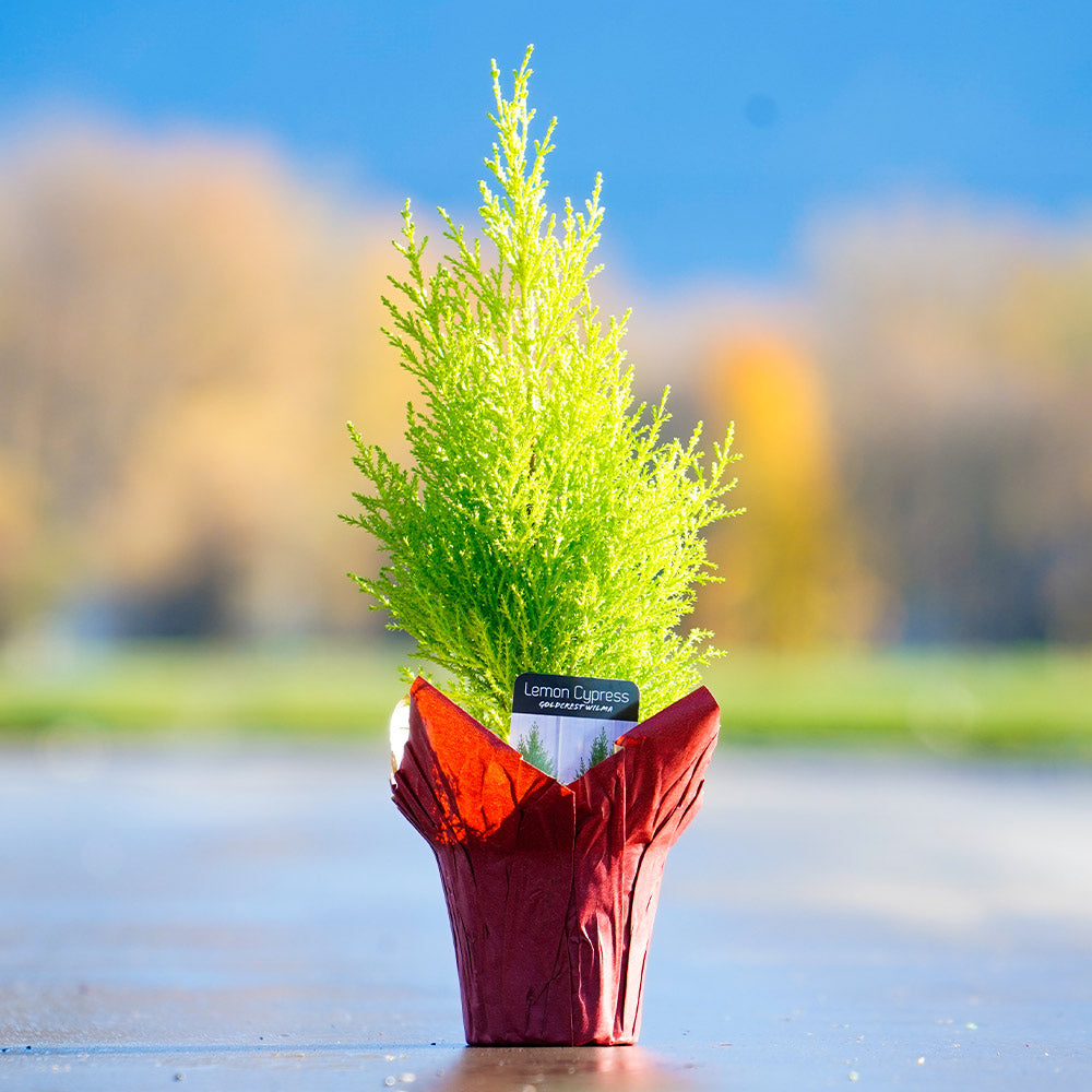 Tabletop Dwarf Lemon Cypress