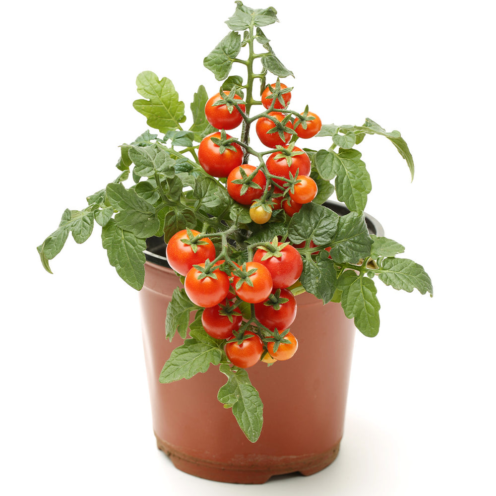 Little Bing Cherry Tomato Plant - USDA Organic