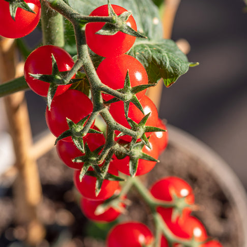 Little Bing Cherry Tomato Plant - USDA Organic