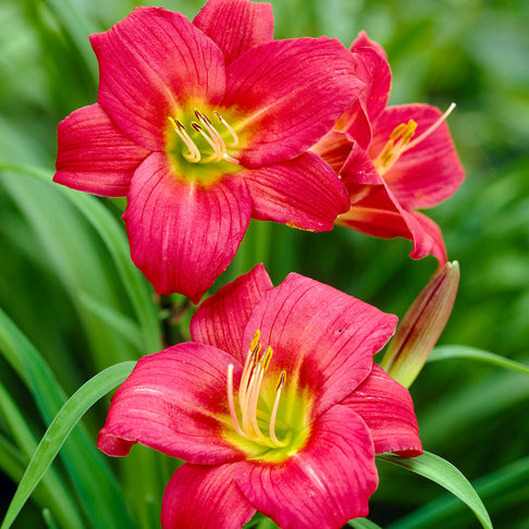 Little Business Daylily