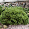 Little Giant Dwarf Arborvitae Shrub