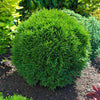 Little Giant Dwarf Arborvitae Shrub