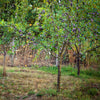 Methley Plum Tree