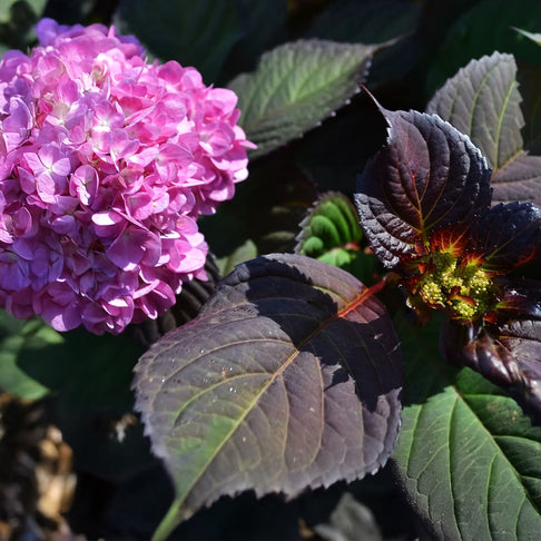 Midnight Rider™  Hydrangea Bush