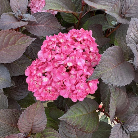 Garden District Midnight Rider™  Hydrangea Bush