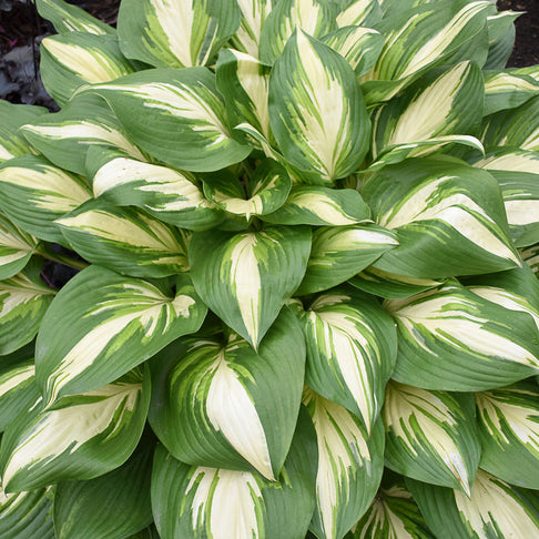 Proven Winners® Shadowland Miss America Hosta