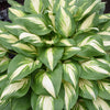Proven Winners® Shadowland Miss America Hosta