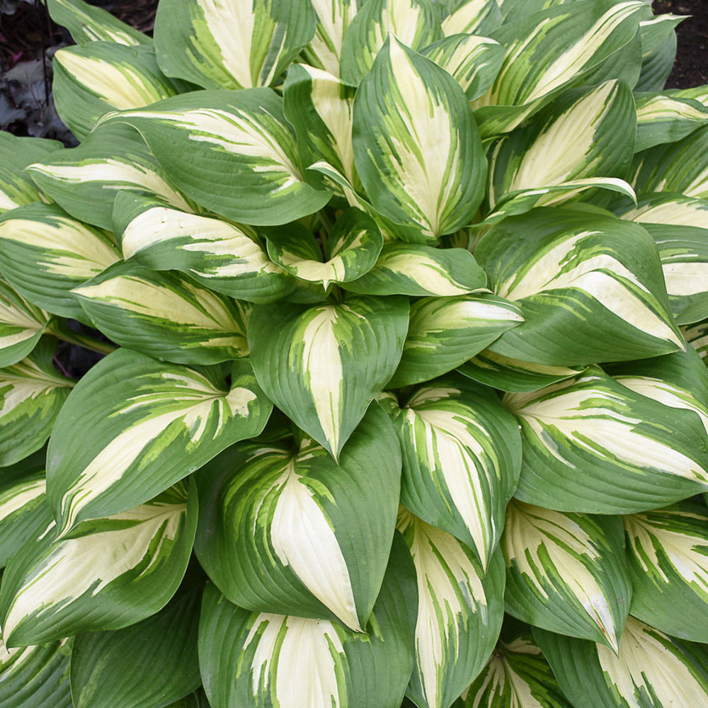 Proven Winners® Shadowland Miss America Hosta
