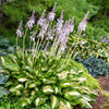 Proven Winners® Shadowland Miss America Hosta