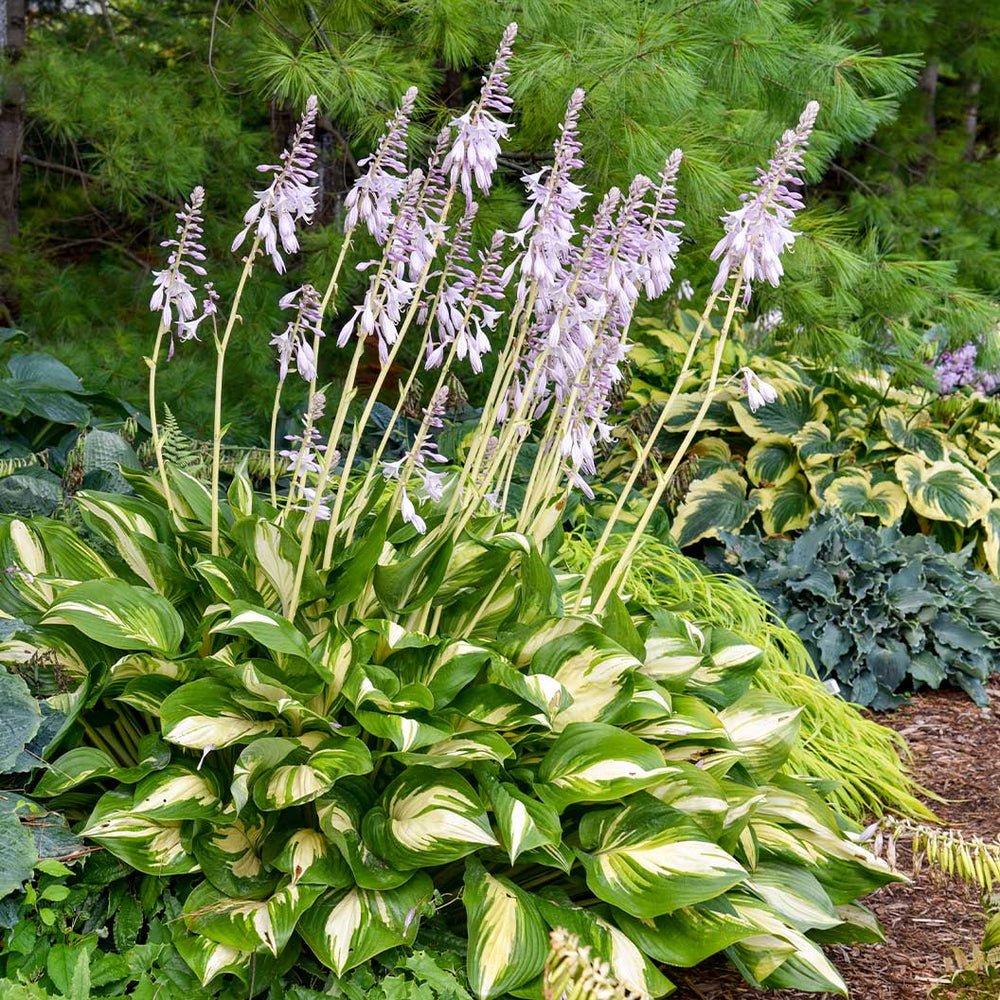 Proven Winners® Shadowland Miss America Hosta