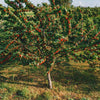 Montmorency Cherry Tree