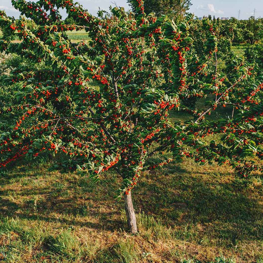 Montmorency Cherry