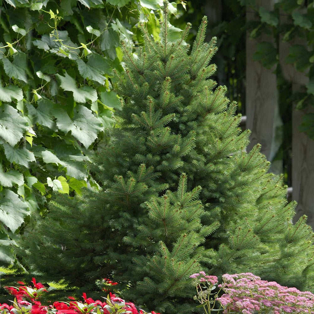 North Star White Spruce Tree