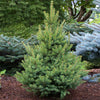 North Star White Spruce Tree
