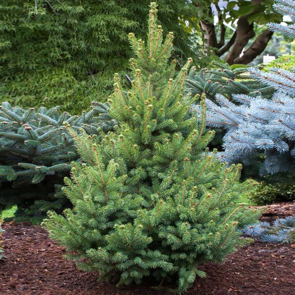 North Star White Spruce Tree
