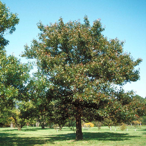 Nuttall Oak Tree