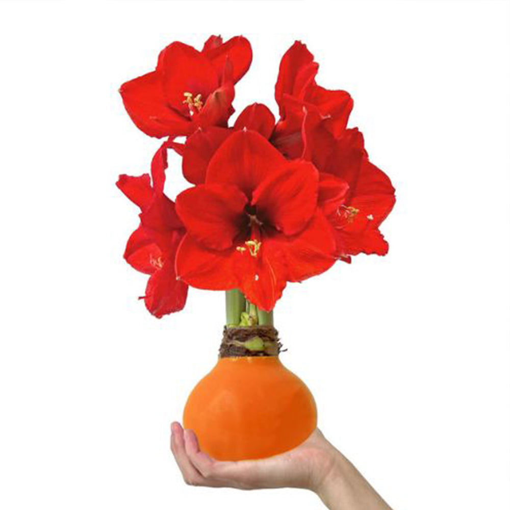 Orange Wax-Dipped Amaryllis Bulb with Sovereign Blooms