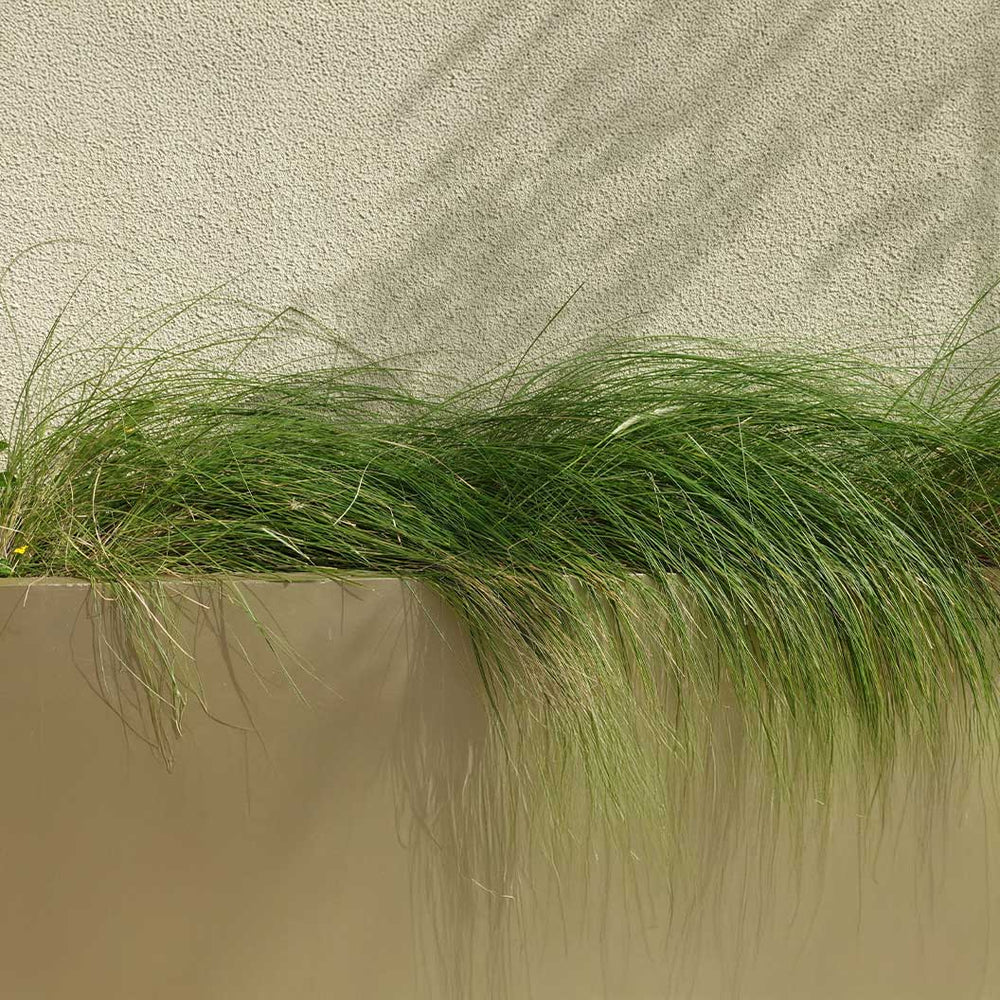 Pennsylvania Sedge