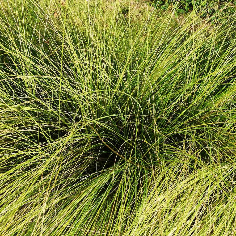 Pennsylvania Sedge