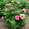 Garden Candy® Lacey Ryan™ Itoh Peony Shrub